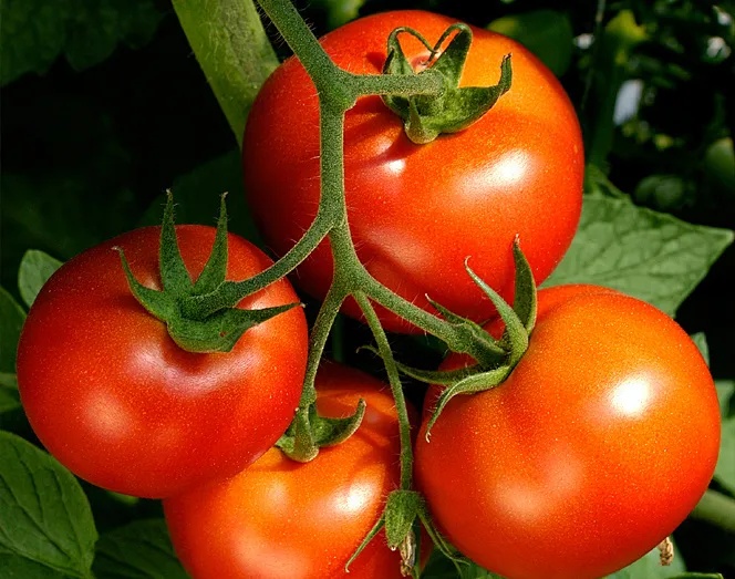 شرکت سنتا انرژی با مسئولیت محدود